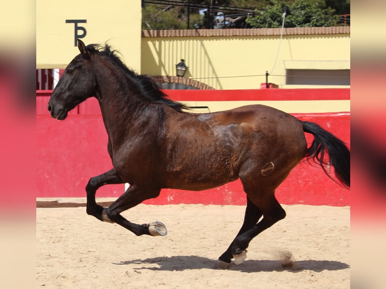 PRE Mestizo Caballo castrado 12 años 160 cm Castaño in Rafelguaraf