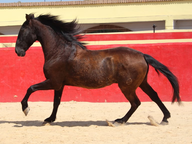 PRE Mestizo Caballo castrado 12 años 160 cm Castaño in Rafelguaraf