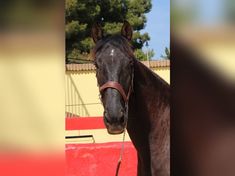 PRE Mestizo Caballo castrado 12 años 160 cm Castaño in Rafelguaraf