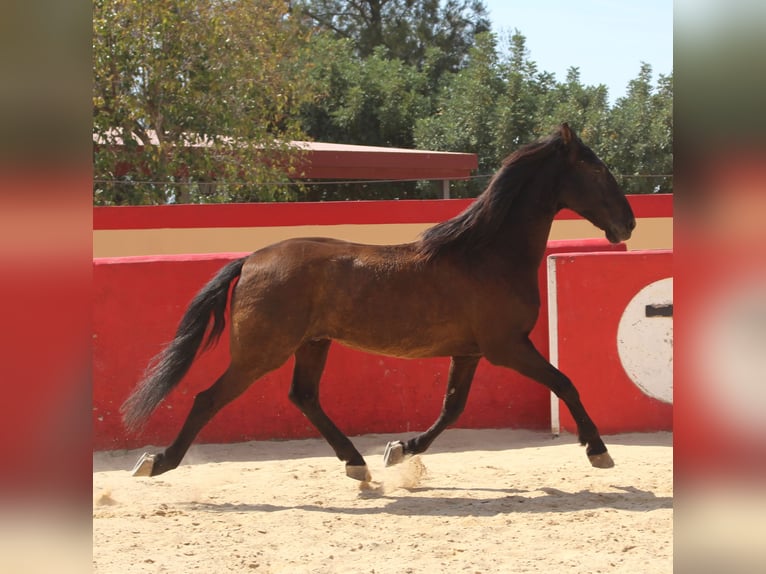 PRE Mestizo Caballo castrado 12 años 160 cm Castaño in Rafelguaraf