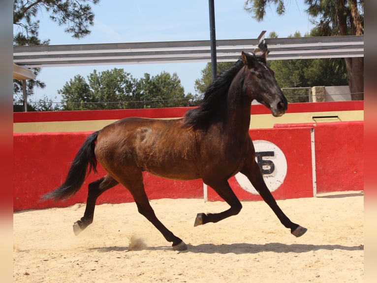 PRE Mestizo Caballo castrado 12 años 160 cm Castaño in Rafelguaraf