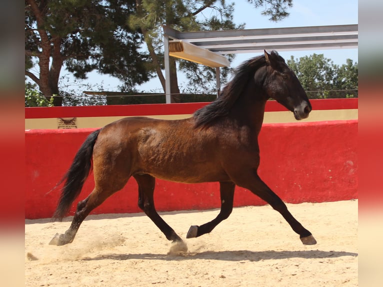 PRE Mestizo Caballo castrado 12 años 160 cm Castaño in Rafelguaraf