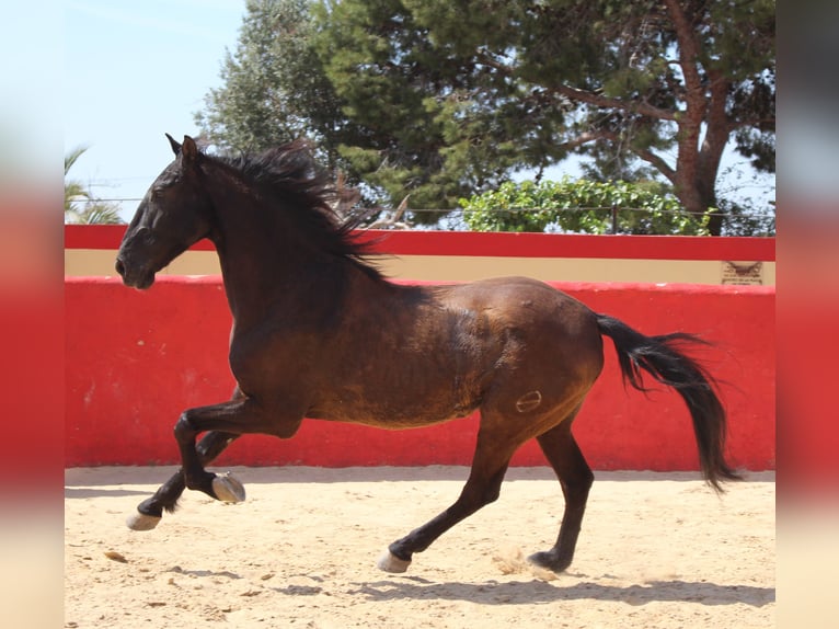 PRE Mestizo Caballo castrado 12 años 160 cm Castaño in Rafelguaraf