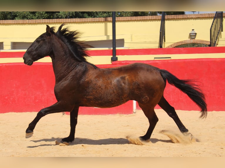 PRE Mestizo Caballo castrado 12 años 160 cm Castaño in Rafelguaraf