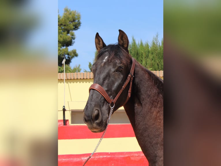 PRE Mestizo Caballo castrado 12 años 160 cm Castaño in Rafelguaraf