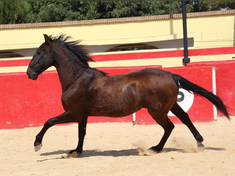 PRE Mestizo Caballo castrado 12 años 160 cm Castaño in Rafelguaraf