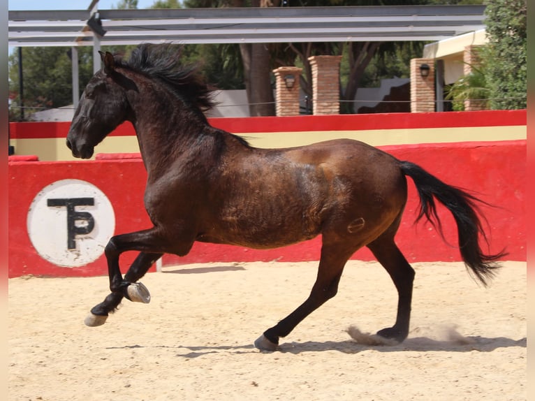 PRE Mestizo Caballo castrado 12 años 160 cm Castaño in Rafelguaraf