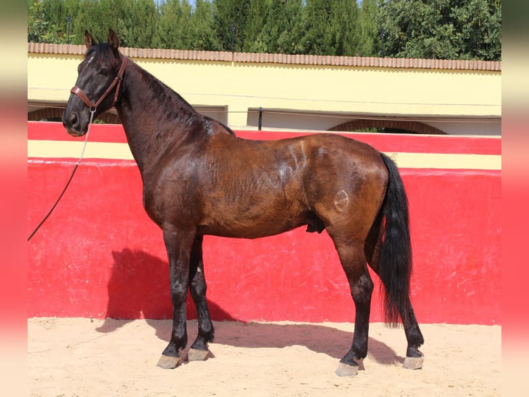 PRE Mestizo Caballo castrado 12 años 160 cm Castaño in Rafelguaraf