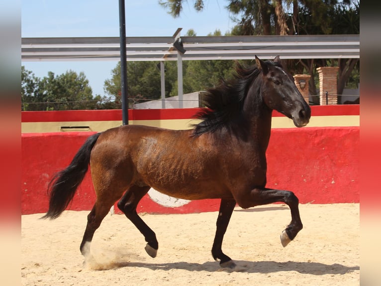 PRE Mestizo Caballo castrado 12 años 160 cm Castaño in Rafelguaraf