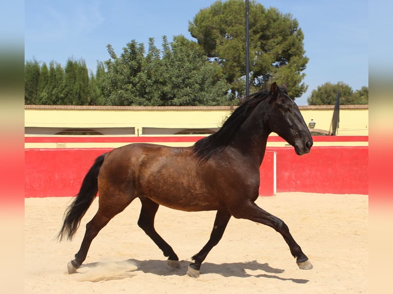 PRE Mestizo Caballo castrado 12 años 160 cm Castaño in Rafelguaraf