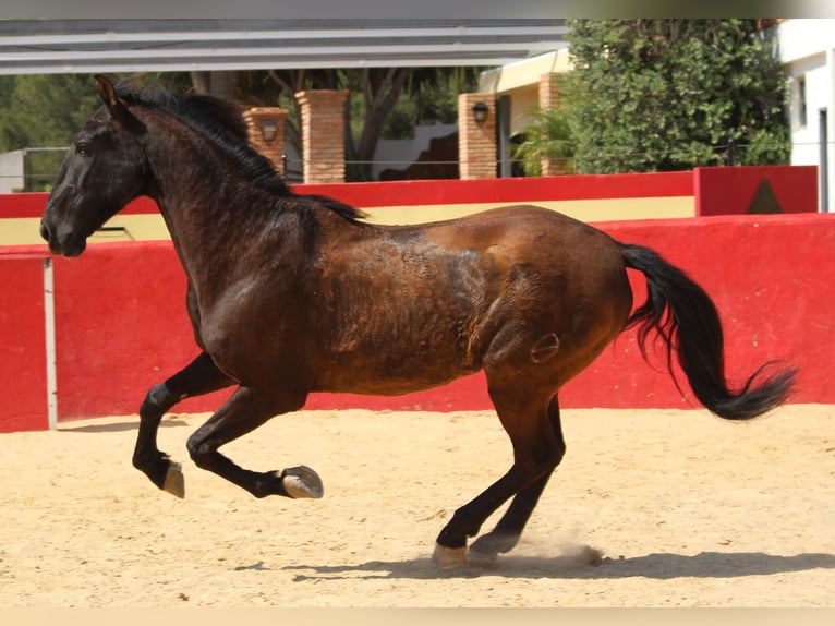 PRE Mestizo Caballo castrado 12 años 160 cm Castaño in Rafelguaraf