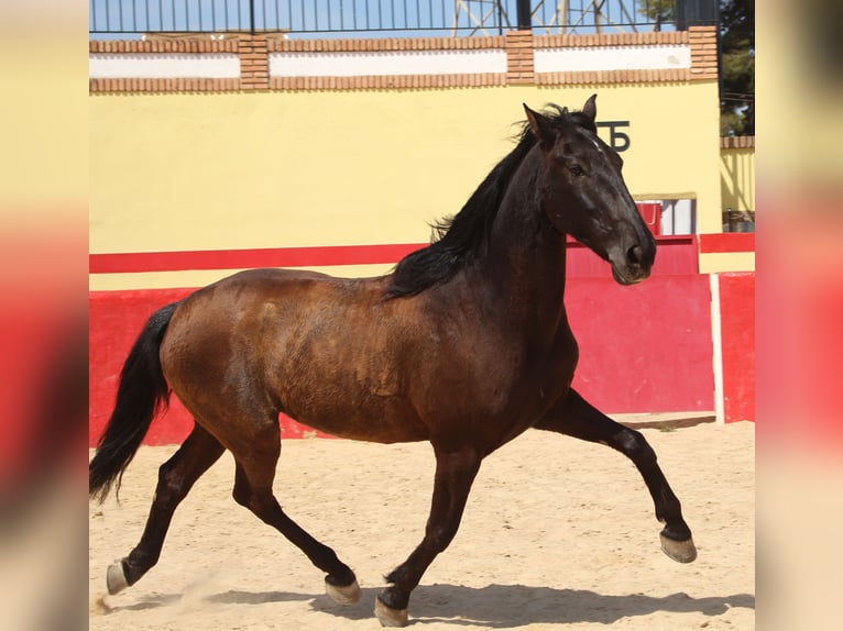 PRE Mestizo Caballo castrado 12 años 160 cm Castaño in Rafelguaraf