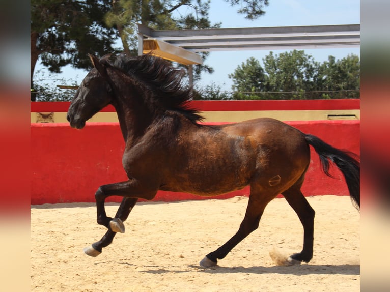 PRE Mestizo Caballo castrado 12 años 160 cm Castaño in Rafelguaraf