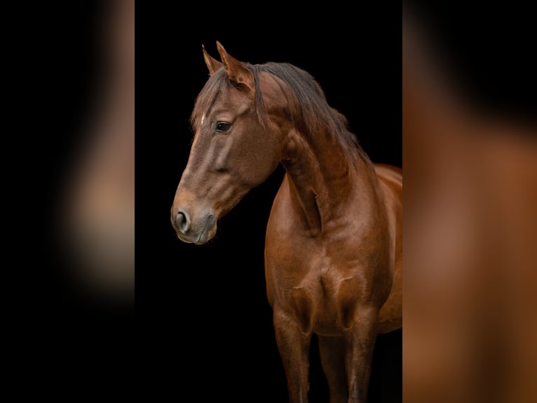 PRE Caballo castrado 12 años 162 cm Alazán-tostado in Langenfeld