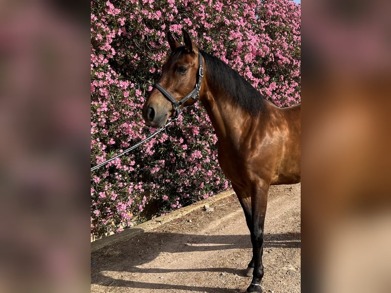 PRE Caballo castrado 12 años 162 cm Castaño in Alboraya