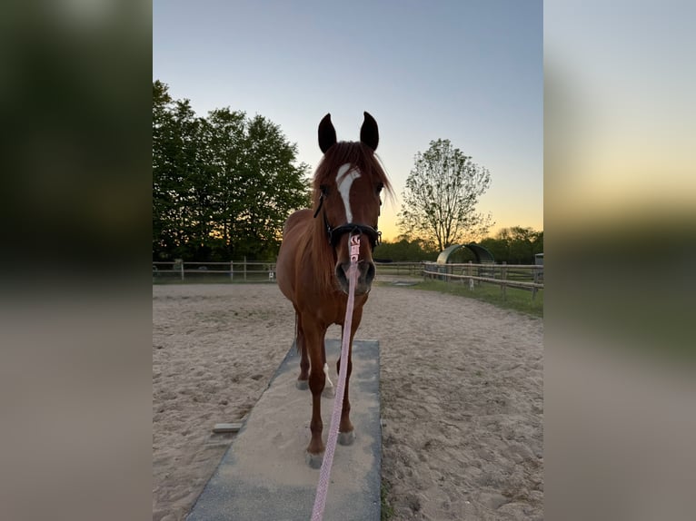 PRE Mestizo Caballo castrado 12 años 163 cm Alazán in Hennef