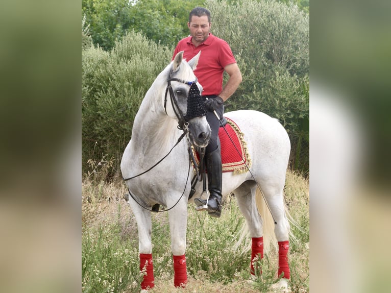 PRE Mestizo Caballo castrado 12 años 163 cm Tordo in Jerez De La Frontera