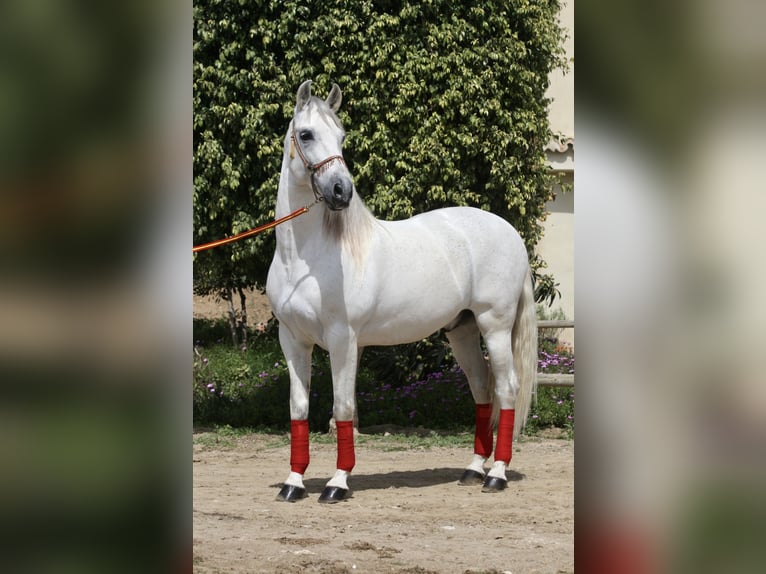 PRE Mestizo Caballo castrado 12 años 163 cm Tordo in Jerez De La Frontera