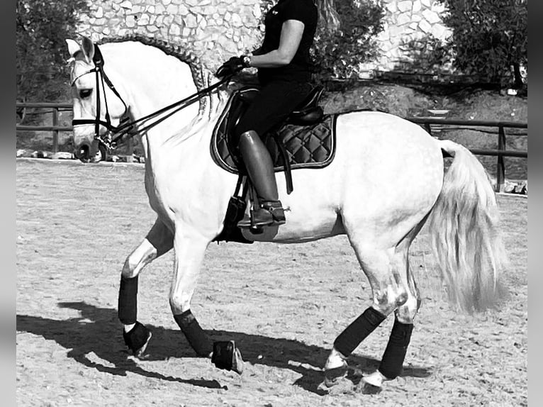 PRE Mestizo Caballo castrado 12 años 163 cm Tordo in Jerez De La Frontera