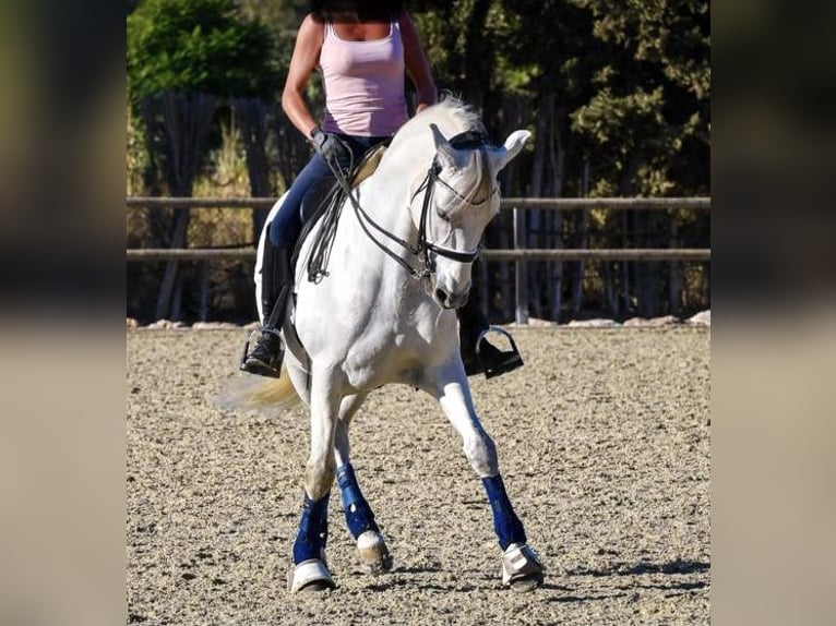 PRE Mestizo Caballo castrado 12 años 163 cm Tordo in Jerez De La Frontera