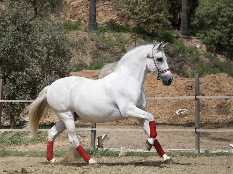 PRE Mestizo Caballo castrado 12 años 163 cm Tordo in Jerez De La Frontera