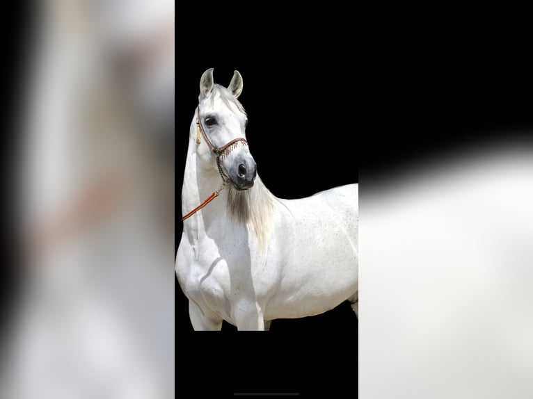 PRE Mestizo Caballo castrado 12 años 163 cm Tordo in Jerez De La Frontera