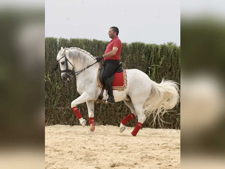 PRE Mestizo Caballo castrado 12 años 163 cm Tordo in Jerez De La Frontera