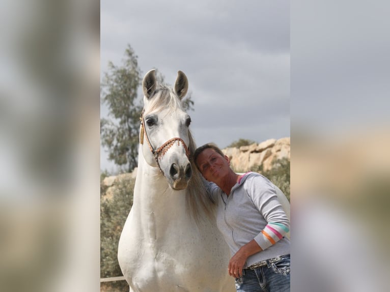 PRE Mestizo Caballo castrado 12 años 163 cm Tordo in Jerez De La Frontera