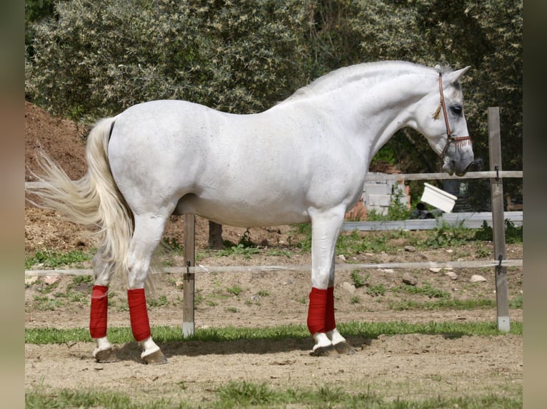 PRE Mestizo Caballo castrado 12 años 163 cm Tordo in Jerez De La Frontera