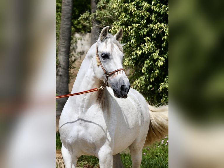 PRE Mestizo Caballo castrado 12 años 163 cm Tordo in Jerez De La Frontera