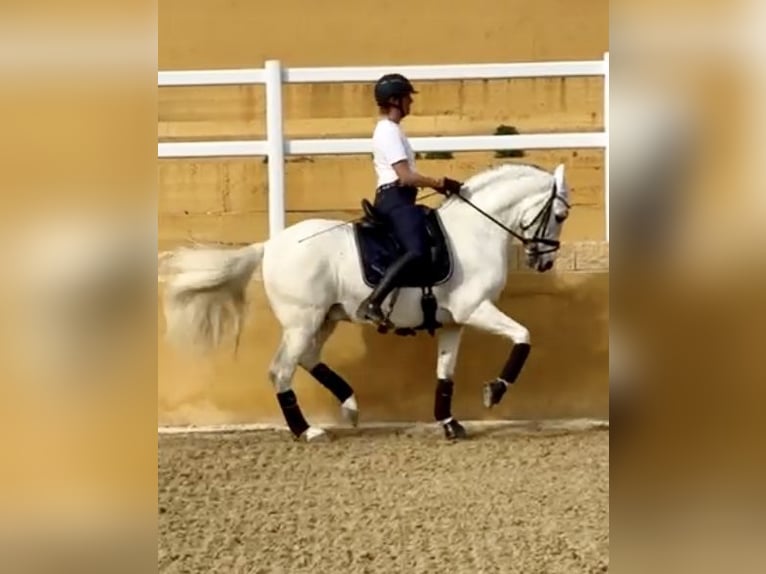 PRE Mestizo Caballo castrado 12 años 163 cm Tordo in Jerez De La Frontera