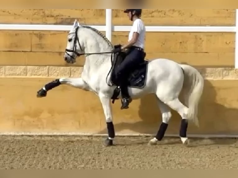 PRE Mestizo Caballo castrado 12 años 163 cm Tordo in Jerez De La Frontera