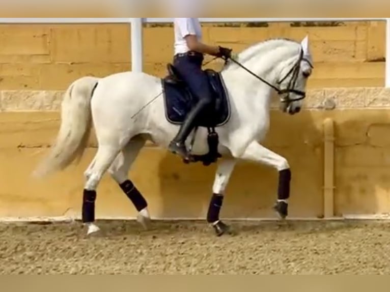 PRE Mestizo Caballo castrado 12 años 163 cm Tordo in Jerez De La Frontera