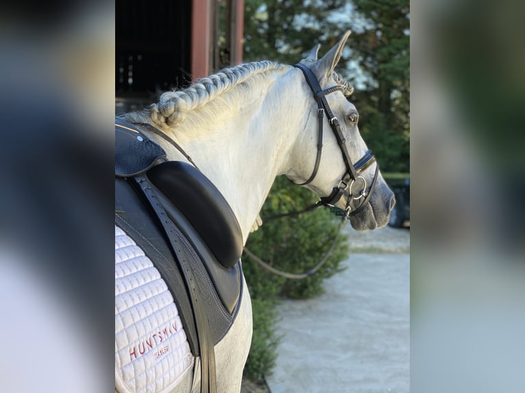 PRE Caballo castrado 12 años 164 cm White/Blanco in West Berkshire