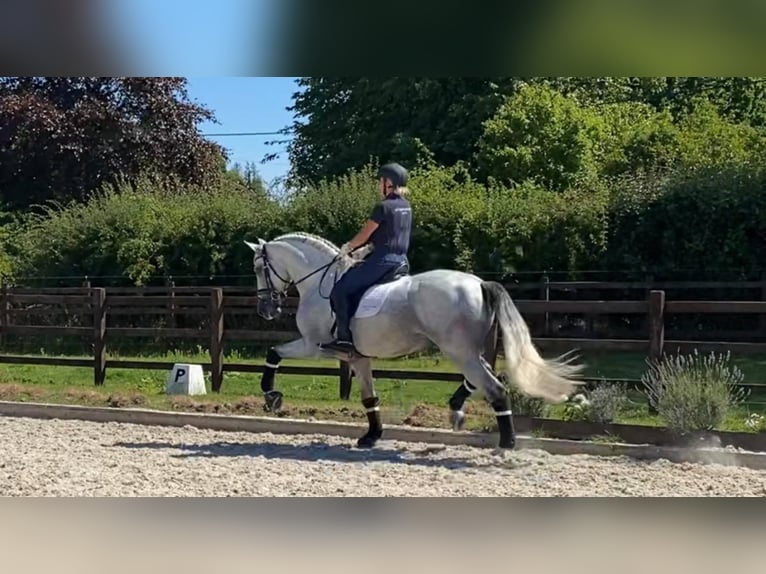 PRE Caballo castrado 12 años 164 cm White/Blanco in West Berkshire