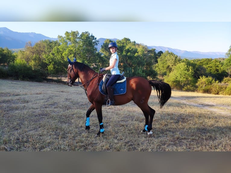 PRE Mestizo Caballo castrado 12 años 165 cm Castaño in Gavilanes