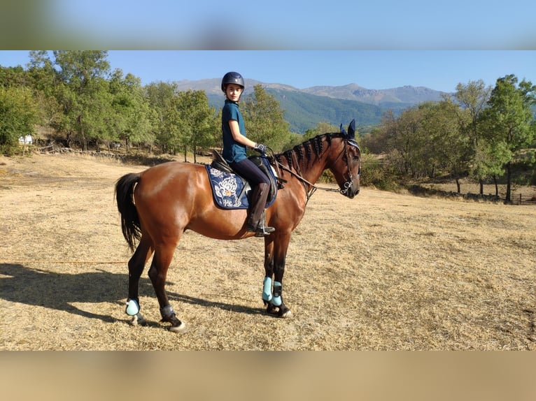 PRE Mestizo Caballo castrado 12 años 165 cm Castaño in Gavilanes