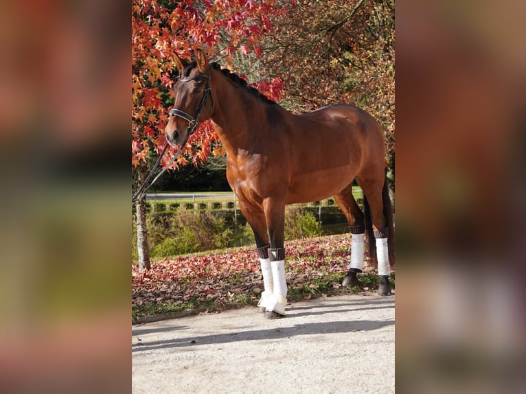 PRE Mestizo Caballo castrado 12 años 165 cm Castaño in Les Echelles