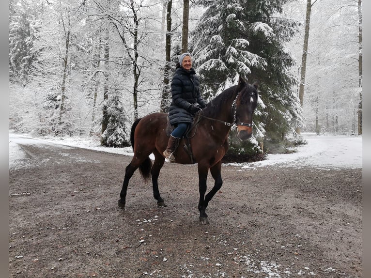 PRE Mestizo Caballo castrado 12 años 165 cm Castaño in Dietlikon