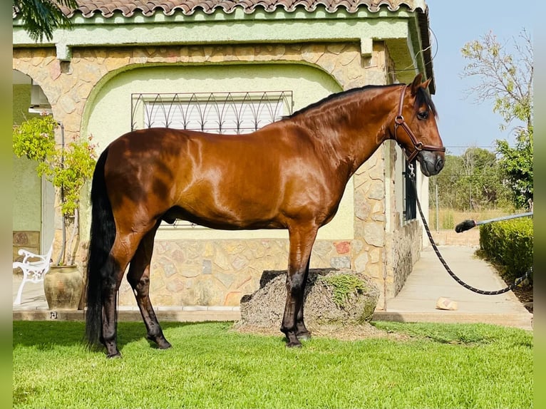 PRE Mestizo Caballo castrado 12 años 165 cm Castaño oscuro in Martfeld