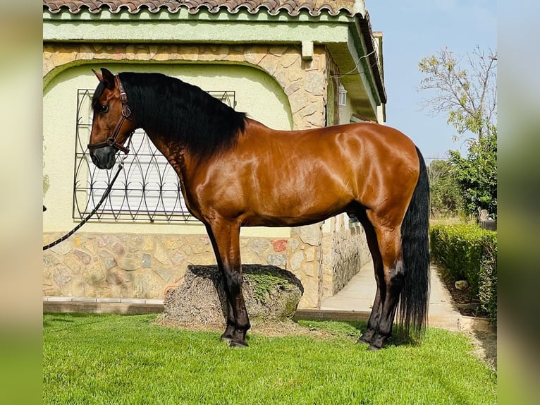 PRE Mestizo Caballo castrado 12 años 165 cm Castaño oscuro in Martfeld