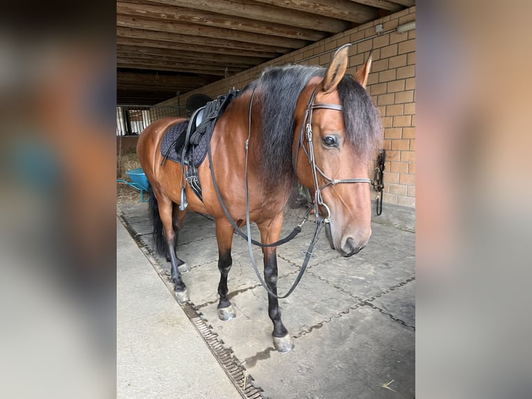 PRE Mestizo Caballo castrado 12 años 165 cm Castaño rojizo in Aubais