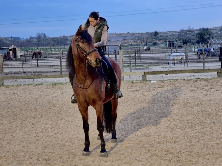 PRE Mestizo Caballo castrado 12 años 165 cm Castaño rojizo in Aubais