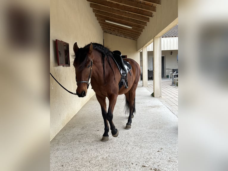 PRE Mestizo Caballo castrado 12 años 165 cm Castaño rojizo in Aubais