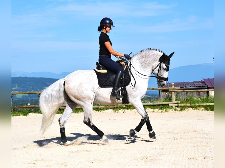 PRE Mestizo Caballo castrado 12 años 165 cm Tordo in brenthonne