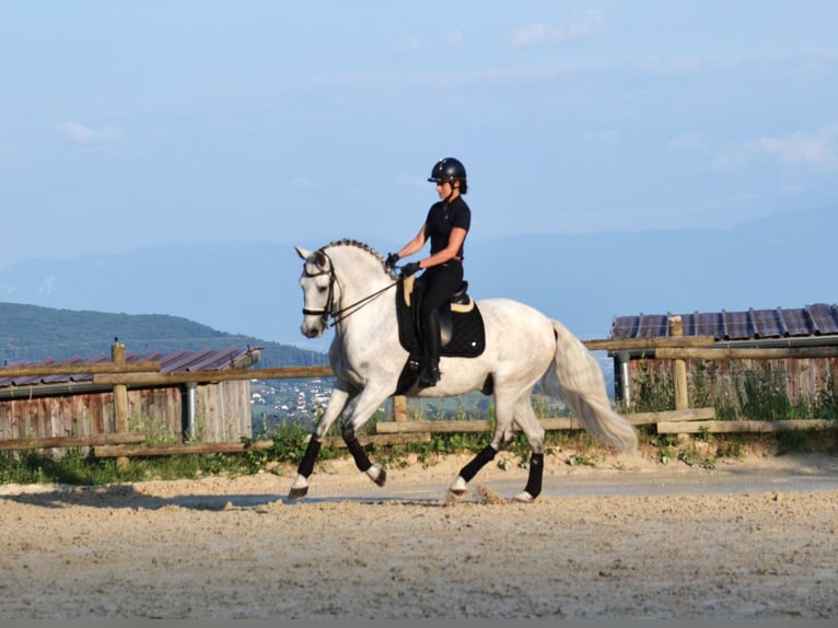 PRE Mestizo Caballo castrado 12 años 165 cm Tordo in brenthonne