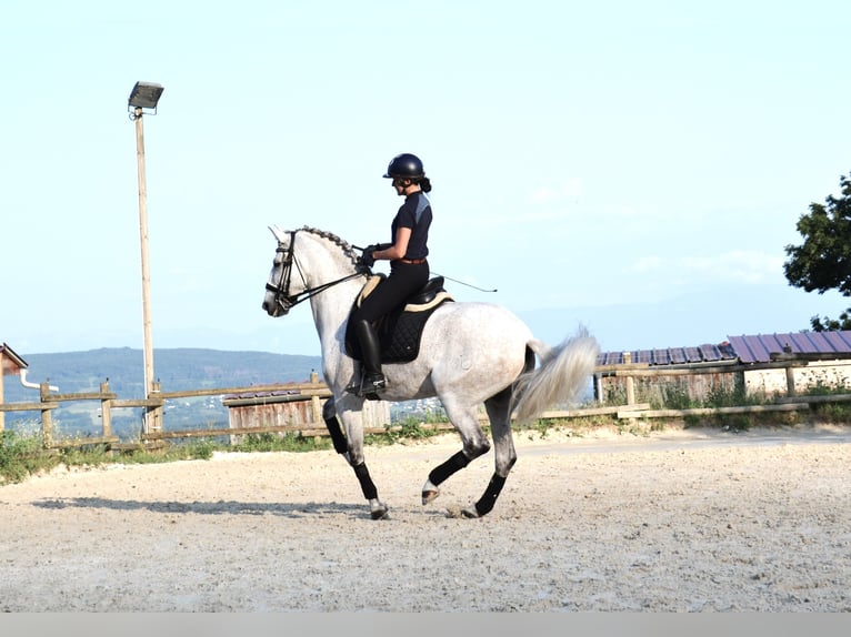 PRE Mestizo Caballo castrado 12 años 165 cm Tordo in brenthonne