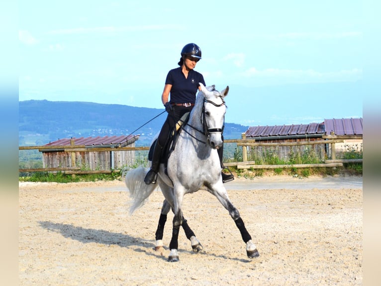 PRE Mestizo Caballo castrado 12 años 165 cm Tordo in brenthonne