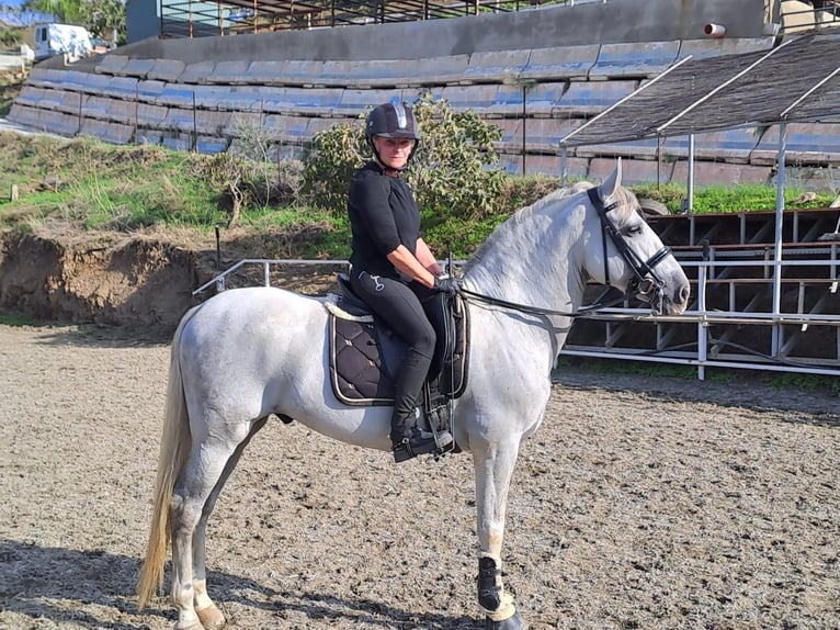 PRE Mestizo Caballo castrado 12 años 165 cm Tordo rodado in Martfeld