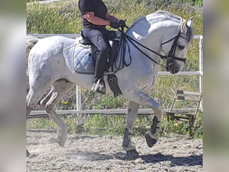 PRE Mestizo Caballo castrado 12 años 165 cm Tordo rodado in Martfeld